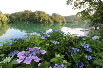 夏の福島県の裏磐梯の五色沼