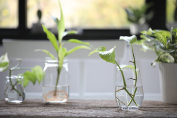 Devil ivy and others water plants in glass vase on brown wooden table