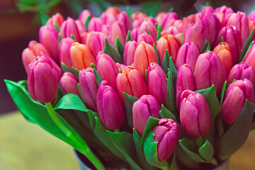 Obraz premium Bright pink tulips close-up in a bouquet on a blurry background. Spring flowers as a gift for a woman's birthday and anniversary. A beautiful juicy April bouquet in a bucket at the breeders.