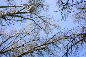 Bare trees, birches against an azure blue sky