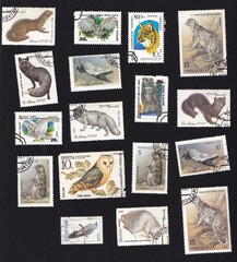 A set of postage stamps. Collage with fauna. Animals, birds, owls. Drawing on an old stamp. Wild animal on postage stamps. USSR - circa 1980.