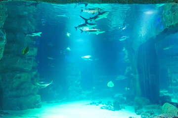 View of the aquarium with fish and a school of sharks in the aquarium.
