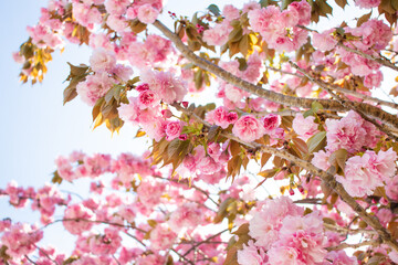 花桃が密集している風景