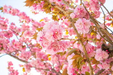 花桃が密集している風景