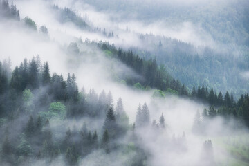 Fototapety  Mglisty las w górach. Krajobraz z drzewami i mgłą. Krajobraz po deszczu. Widok na tło. Obraz natury.