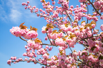 真っ青な空に咲く花桃