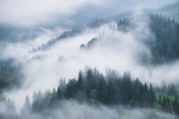 Foggy forest in the mountains. Landscape with trees and mist. Landscape after rain. A view for the background. Nature image.