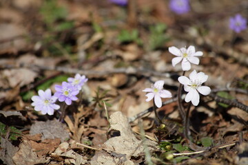 Fresh blooming white and light blue snowdrops on the background of last year's brown  foliage in the park on a sunny spring day