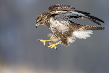 Common eurasian buzzard buteo buteo in attack with spreaded wings and open claws