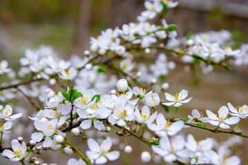 tree blossom, blooming tree, white cherry blossom, blossom in spring
