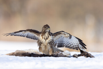 Juvenile common eurasian buzzard buteo buteo spreading its wings over carrion of deer in snow with beuatiful background