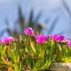Carpobrotus Flower. Isolated Image. Copy Space. Stone plant commonly known as pigface in full bloom. Stock Image