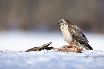 Pale morph of Common Eurasian buzzard buteo buteo on carrion in snow  with beautiful blurry background, Schleswig-Holstein, Northern Germany
 - obrazy, fototapety, plakaty
