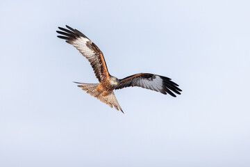 Obraz premium Red kite milvus milvus flying with strechted wings, Schleswig-Holstein, Northern Germany
