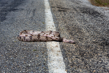 Close up of dead boa constrictor snake, Boidae, on asphalt road on summer sunny day. Wild animals...
