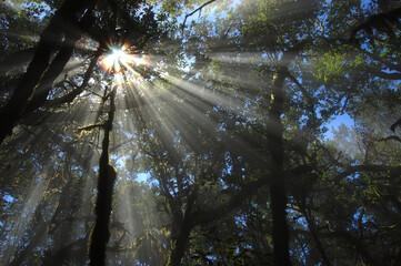 Lorbeerwald 'Jardin de las Creces' bei nebligem Wetter - beeindruckend. La Gomera, Spanien