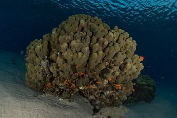 Coral reef and water plants in the Red Sea, Eilat Israel

