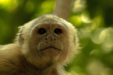 Primate - Parque Natural Tayrona
