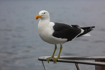 Seagull standing on a boat in Valwis Bay of Namibia, Southern Africa