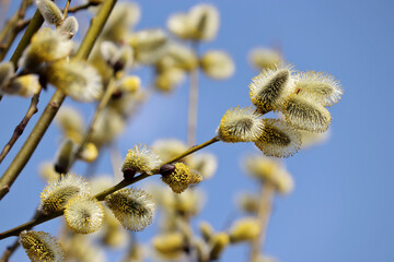 Pussy willow blooming on the branch. Yellow catkins in spring park on blue sky background, allergenic plant © Oleg