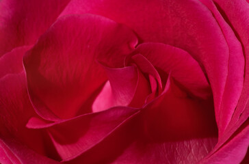 Open bud of pink rose. Beautiful background of rose flower, macro. Selective focus