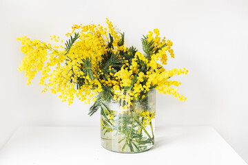 Mimosa flower on a white background spring concept