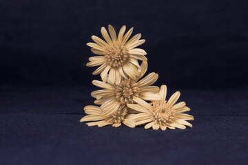 Garden daisies stacked onto each other 