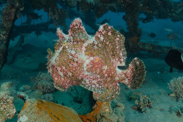 Fish swim in the Red Sea, colorful fish, Eilat Israel
