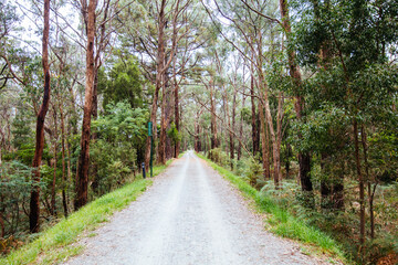 Fototapeta na wymiar Lilydale to Warburton Rail Trail in Australia