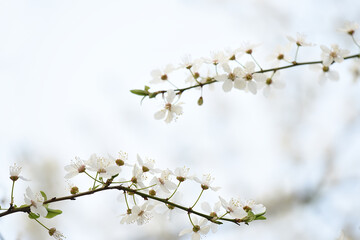 Branches of blossoming sakura or cherry on a light natural background. Minimalism in nature. spring floral background. 