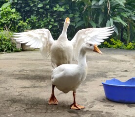 white swan playing around