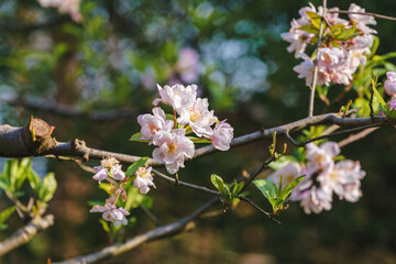 Begonia flowers, Cherry blossoms in the sun
