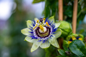Botanical collection, beatiful flowers of passiflora plant with edible passion fruits