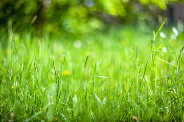 Bright green juicy grass on a blurry background. Soft focus. Summer sunny nature. Colorful natural background. Fresh lawn in a public park.