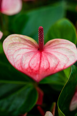 Botanical collection, blossoming Anthurium flamingo plants with green leaves