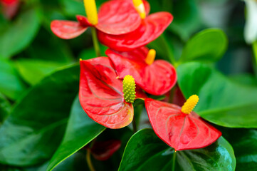 Botanical collection, blossoming Anthurium flamingo plants with green leaves