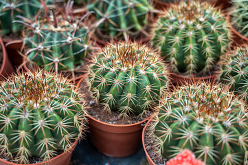 Naklejka na ściany i meble Botanical collection, different succulent prickly cactussen plants in garden shop