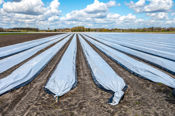 Agriculture in Netherlands, spring white asparagus fields covered with plastic film, landscape photo