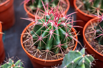 Botanical collection, different succulent prickly cactussen plants in garden shop
