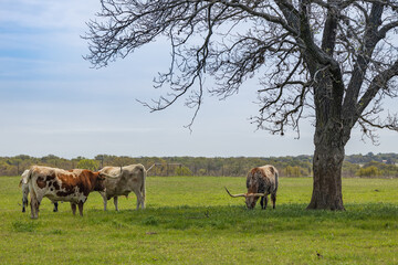 Texas Longhorns grazing in green pasture