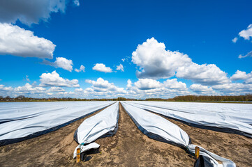 Agriculture in Netherlands, spring white asparagus fields covered with plastic film, landscape photo