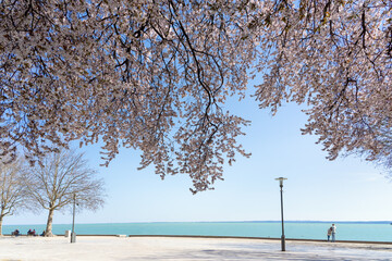 Tagora promenade with beautiful blooming trees next to Lake Balaton in Balatonfured
