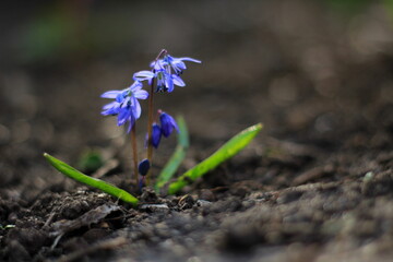 small blue flowers grow on the ground 