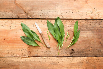 frischer Bärlauch Wildkräuter frisch Kräuter sammeln ernte