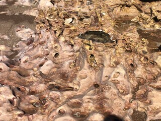 bark texture