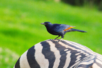Hitching a ride, Drakensberg, KwaZulu Natal