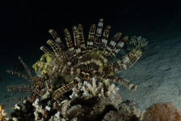 Coral reef and water plants in the Red Sea, Eilat Israel
 