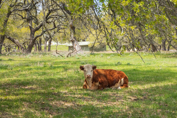 Brown and white cow resting in green field shaded by surrounding trees