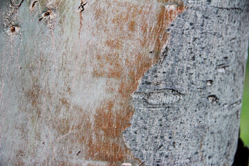 the texture of the bark of an old tree with cracks