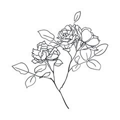 Roses bush. One line drawing art. - Vector illustration